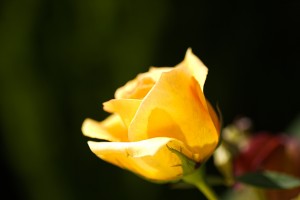 Bright Yellow Rose Bud